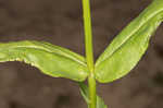 Longsepal beardtongue